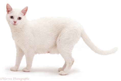 white cat pic|cat image with white background.